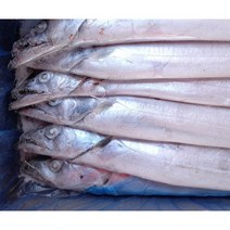 업소용 은갈치 제주갈치 선동갈치 낚시갈치 44/45 마리 10kg