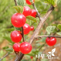 [나무인] 앵두나무결실주 분뜨기 R2, 1개
