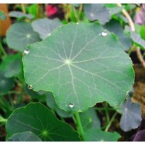 [이삽저삽]한련화모종(4치포트12개/한판)큰꽃모종 화단용 야생화 조경용/식용.약용식물 연잎모양 관상용