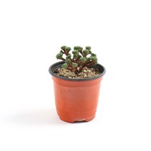 갑조네 소송록 미니소나무 다육식물 선인장 희귀 다육이 반려식물 키우기