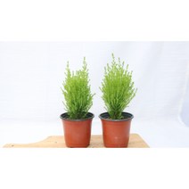 [골든플랜트] 율마 피톤치드 율마소품 크리스마스트리 크리스마스나무 생화 반려식물