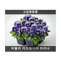 식용꽃 씨앗] 비올라 어드마이어 마리나 (제비꽃) 10립, 1개