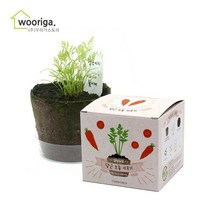 우리가스토리 미니화분키우기 꽃 화초 공기정화식물 새싹 허브 텃밭 화분 상추재배 새싹키우기, 1팩, 팜팜농장_당근
