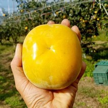 [예약판매 10월05일 순차발송] 자연의뜰 태추단감 4kg 17-20과 이내 배단감 태추단감, 1개