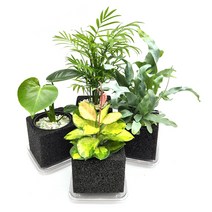 봄맞이 추천 공기정화식물 참숯화분 4종 세트 (호야리사 몬스테라 블루스타 테이블야자)