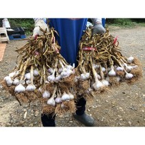2023 햇마늘 [토종 태안 육쪽마늘], 3kg(특), 1개
