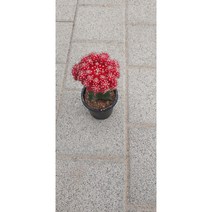 팅커벨 비모란