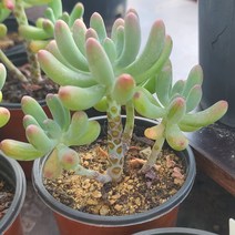 [소소한다육] 애심 세덤속 다육식물, 1개