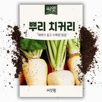 뿌리치커리 씨앗 (3000립)