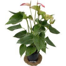 온정농원 무늬안스리움 분홍꽃화분 60cm, 1개