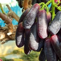 영천 사파이어 포도 실속 2kg내외 4 5송이 블랙
