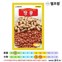 헬프팜 땅콩 500g 종자 씨앗 국내 채종 동원농산종묘