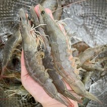국산 신안 9월 제철 활 흰다리새우 특사이즈 3kg, 90마리