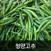 약수농장 국내산 청양고추 10kg, 1박스, 10kg(특)