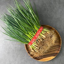 깐쪽파 흙쪽파 1단 양념채소, 1Box, 흙쪽파 (가랑파.실파)1단 (1.3kg내외)
