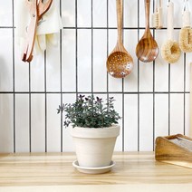 1+1 타임 키친허브 화분 세트 애플민트 딜 바질 베란다 텃밭 허브 키우기, H08.타임, H25.루