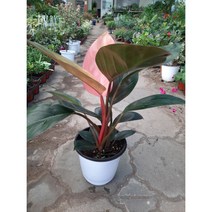 필로덴드론 핑크콩고/수입식물/중품