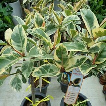 수채화 고무나무60, 1개