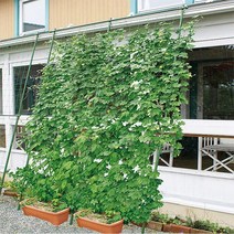 지지대 지주대 포도 오이 토마토 원예용 식물 넝쿨 화초 고춧대 받침대 원예 고추대 과수원, D.폭 120 x높이 180cm(16mm관)개