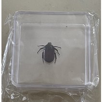 조각품 곤충 표본 나비 진짜 잠자리 사마귀 스페이드 갑옷 투명 상자 홈 액세서리, 02 3