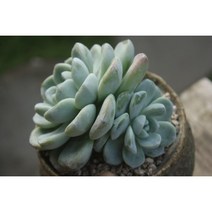 아이시그린(군생)