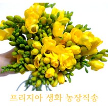 농부가 키운 프리지아 생화 30대 50대 후리지아 농장직배송 태안꽃농장 꽃농장직배송 필랑말랑, 프리지아: 30대