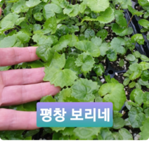 평창보리네 곰취모종 50구 가을철 정식모종, 50구1판, 1개