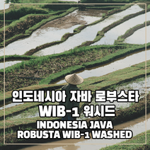 (커피생두) 327 인도네시아 자바 로부스타 WIB-1 워시드 500g