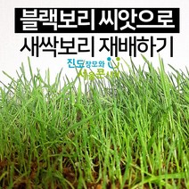 진도장모와서울큰사위 새싹보리 흑보리 검정보리 블랙보리 씨앗 1kg 가정용 재배