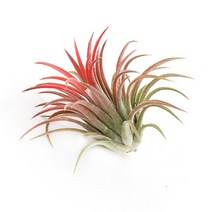 갑조네 틸란드시아 모음 에어플랜트 공기정화식물 인테리어 식물 행잉플랜트, 01.이오난사(중)