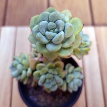 라울 키우기 쉬운 실내 다육 식물 랜덤발송1자5두35, 혼합색상, 1개