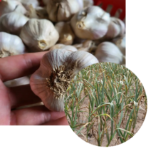 의성에서 생산된 한지형 마늘 1.8kg 3.3kg 4kg 5.8kg 의성마늘 씨마늘 통마늘 흑마늘즙 햇마늘 마늘종자, 마늘 5.8kg