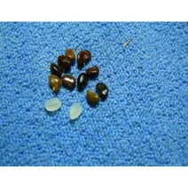 씨앗 / 아까시나무 종자 1L, 아까시나무 종자씨 1L