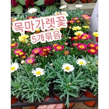 목마가렛꽃 5개묶음/순수하고 깨끗한 이미지의 마가렛