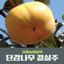 서울농원묘목/감나무 단감나무 결실주 R2점 과실수 분묘 묘목시장