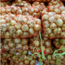 청원농산 햇양파 3kg 5kg 10kg, 햇양파 5kg x1box