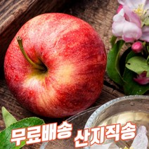 경북 영천 산직직송 신선한 껍질채먹는 빨간사과 꿀부사 하루 한입 추천 고당도 흠집 못난이 5kg 10kg