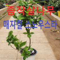 좀작살나무(매직컬 스노우스타) 삽목2년(포트) 1그루, 1개