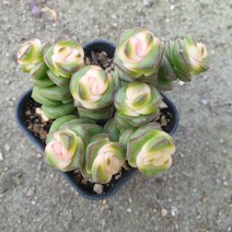 [수암다육] 컬러 루페스트리 랜덤발송 Crassula rupestris ssp. marnieriana 랜덤발송 다육 다육이 다육식물 315