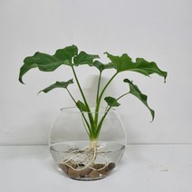 *쟈스민 식물* 호프셀렘 수경재배 set, 1개