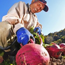 (제주특산물) 제주 겨울 햇 비트 2kg 5kg 8kg 레드비트 고당도 겨울비트, 01) 제주레드비트 (특품) 2kg