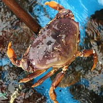 활 던지니스 크랩 항공직송 미국산 대게 택배 하트 게 800g-1.2kg, 1kg~1.2kg