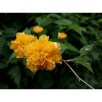 황매화나무 묘목 겹꽃 플러그묘 죽단화(SJ), 1개