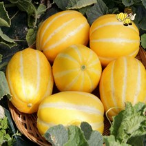 경북 성주 고당도 햇 꿀 참외 특상품 3kg 5kg, 3kg 대과 (7-9과)
