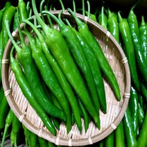 (가락시장까망콩)당일경매 싱싱하고 맛있는 아삭이고추 특 1kg