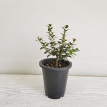 온누리농원 호랑가시 은목서, 1개
