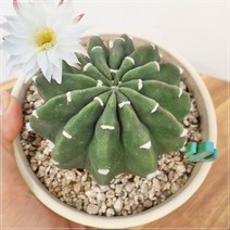 미마 대호환 비화옥 선인장 깔끔한 토분 분갈이 완료 상품, 비화옥분갈이완료세트, 1개