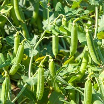 해피완두콩 약콩효능 채소 씨앗 껍질콩 종자 풋콩 100립, 윈지커머스_단일옵션
