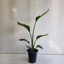 온누리농원 극락조
