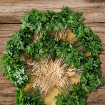 희망팜 새싹삼 (대) 50뿌리 30cm내외 깨끗하고 신선한 스마트팜 수경재배